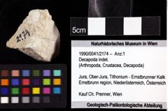 Foto (Objket + Etiketten) von Decapoda indet. 